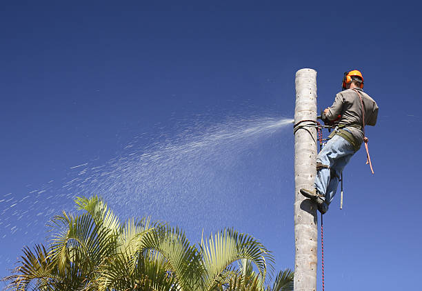 Reliable Ripon, WI Tree Care Solutions