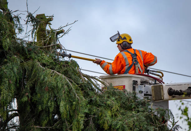 Best Arborist Consultation Services  in Ripon, WI
