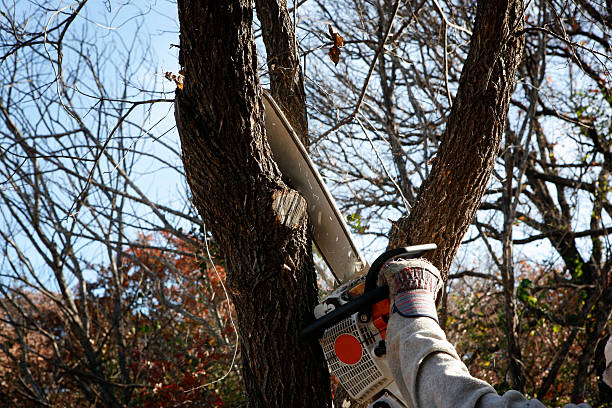 How Our Tree Care Process Works  in  Ripon, WI